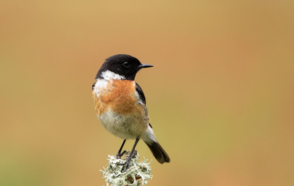Stonechat
