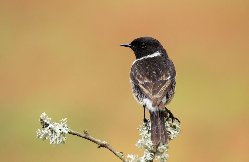 Stonechat