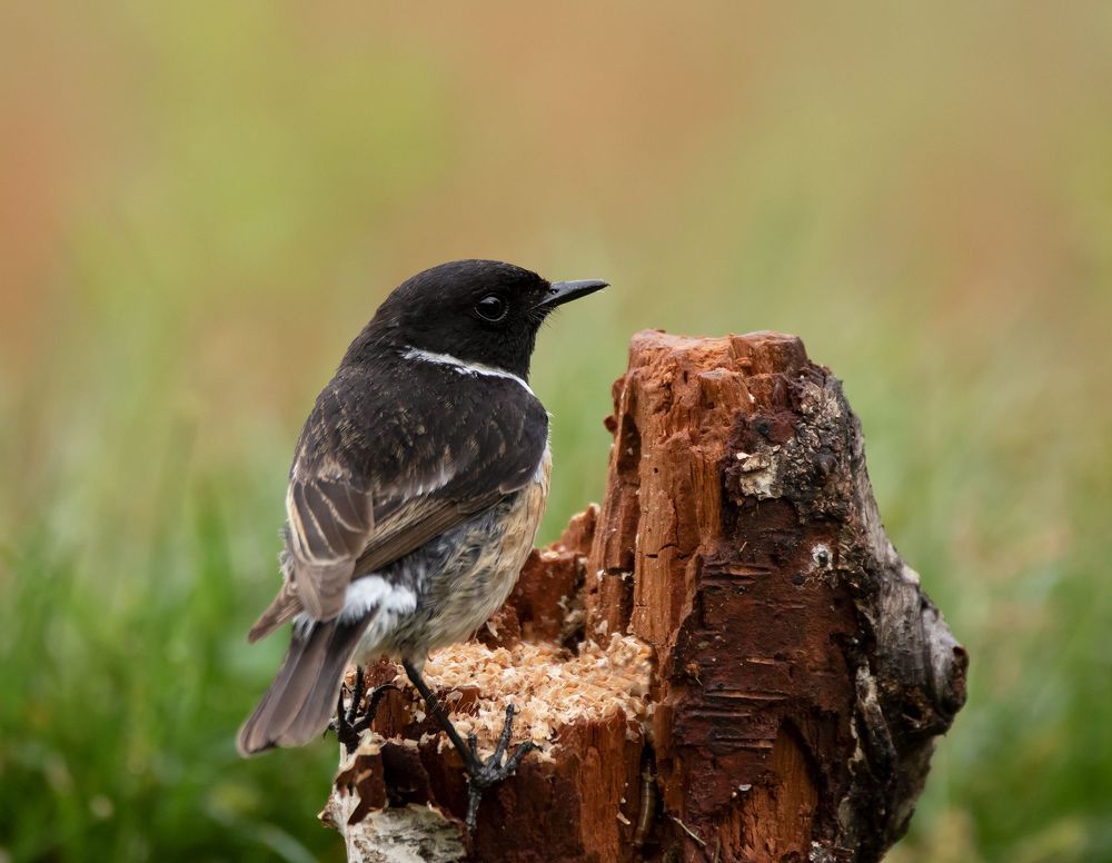 Stonechat