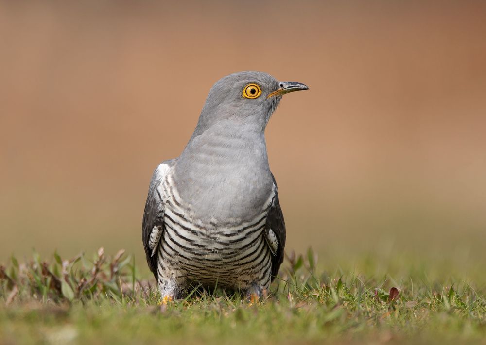 Cuckoo