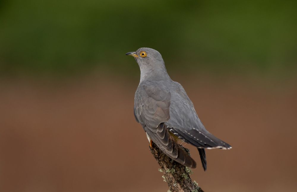 Cuckoo