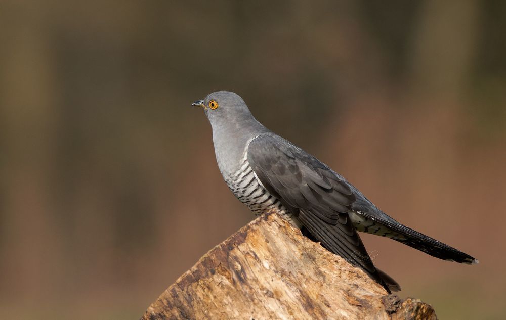 Cuckoo
