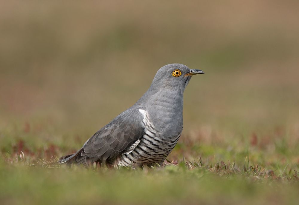 Cuckoo
