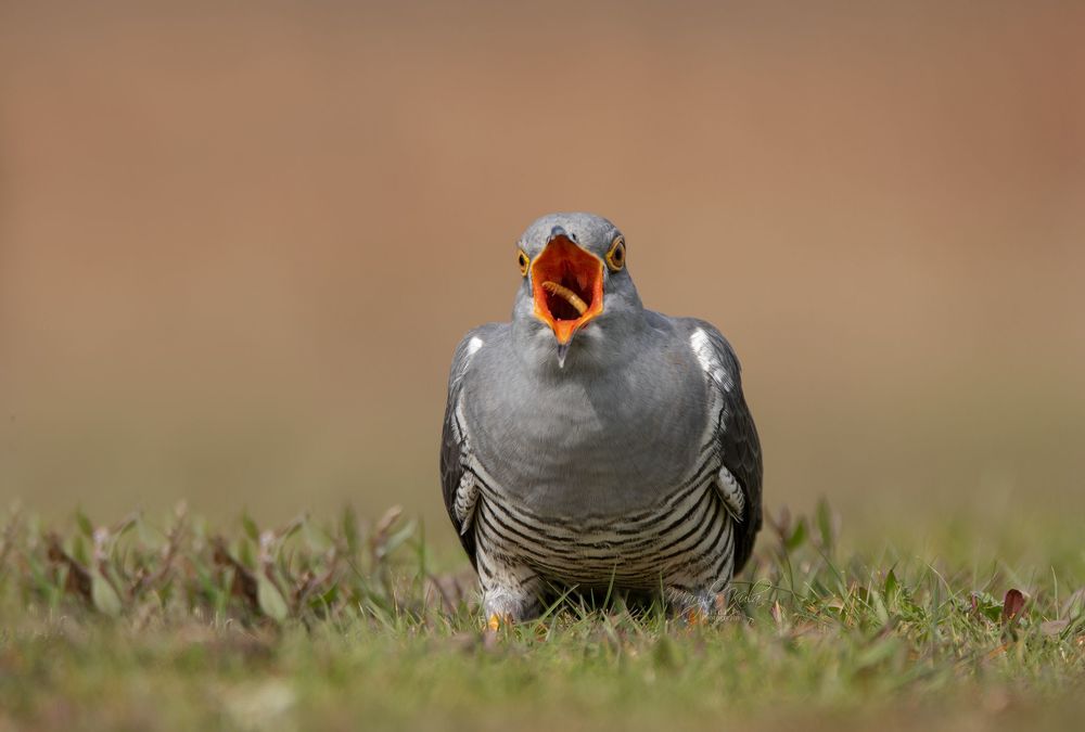 Cuckoo