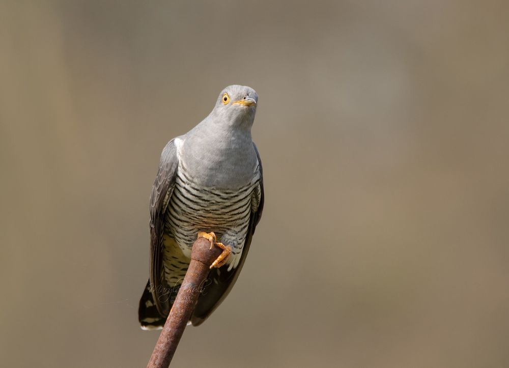 Cuckoo
