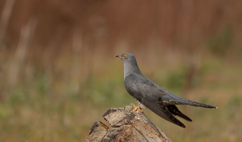 Cuckoo