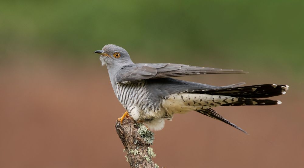 Cuckoo