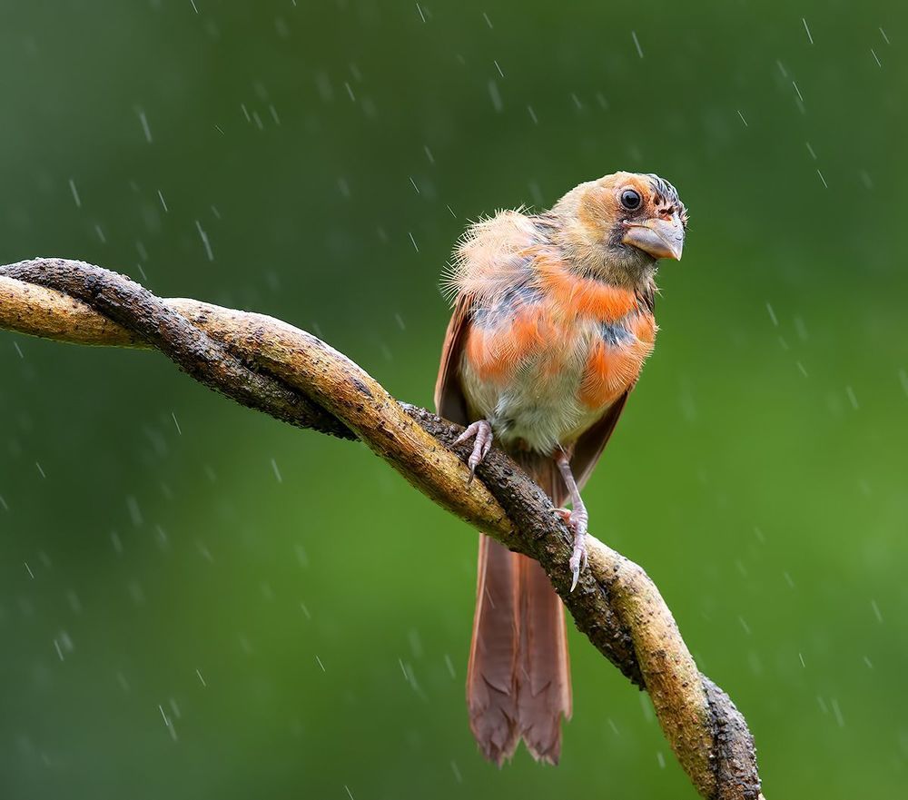 Cлетки. Красный кардинал -  Northern Cardinal