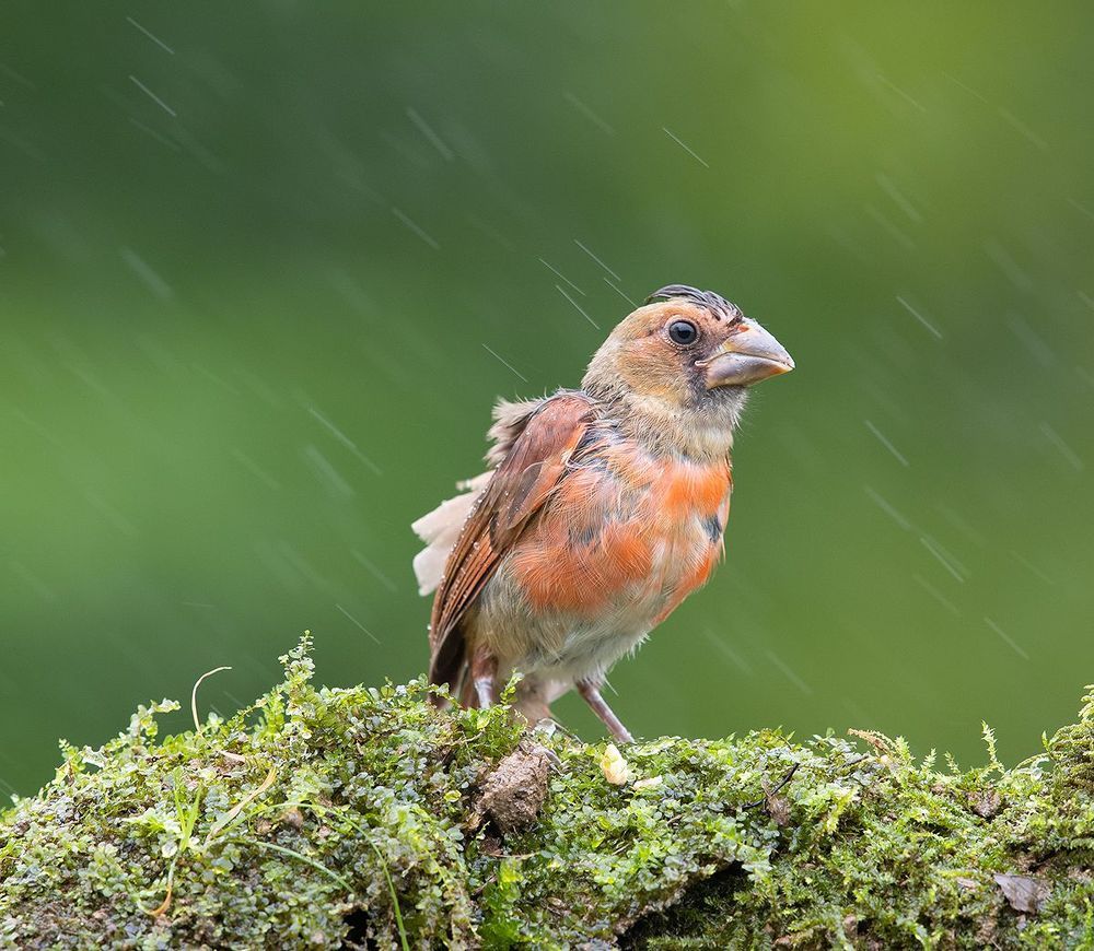 Cлетки. Красный кардинал -  Northern Cardinal