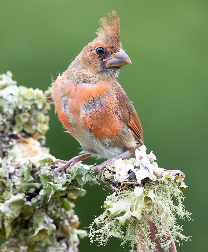 Cлетки. Красный кардинал -  Northern Cardinal