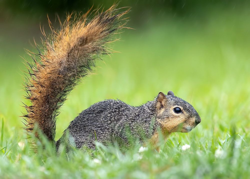 Лисья Белка - Fox Squirrel