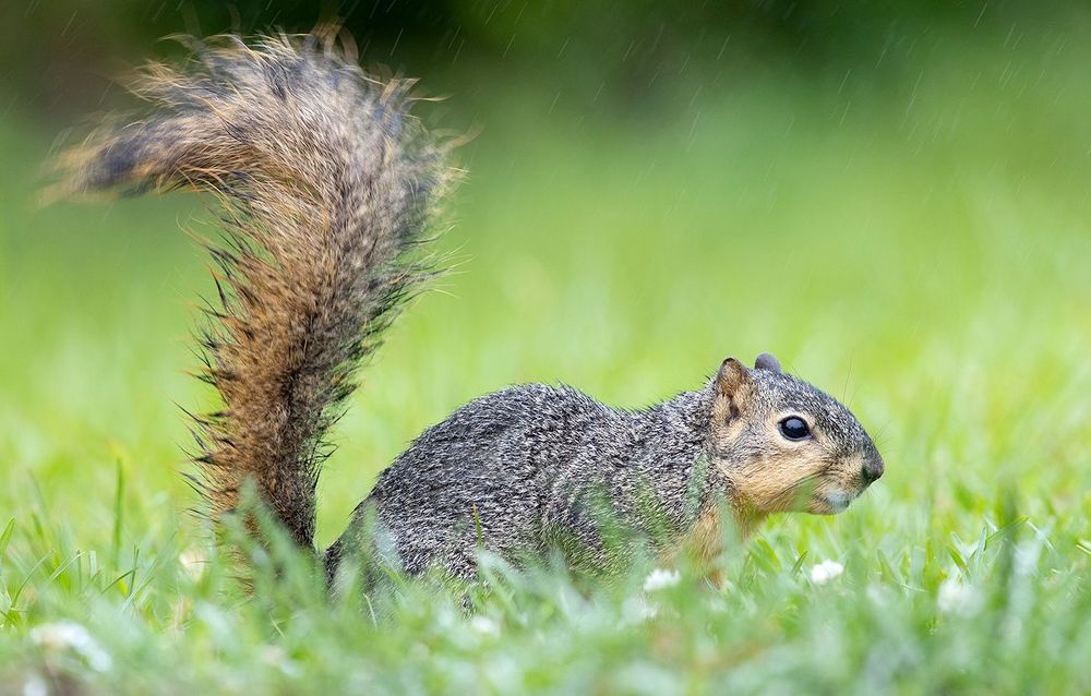 Лисья Белка - Fox Squirrel