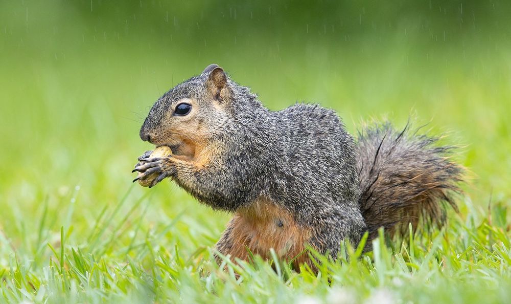Лисья Белка - Fox Squirrel