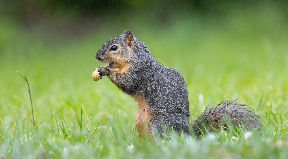 Лисья Белка - Fox Squirrel