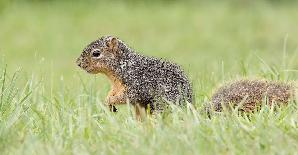 Лисья Белка - Fox Squirrel
