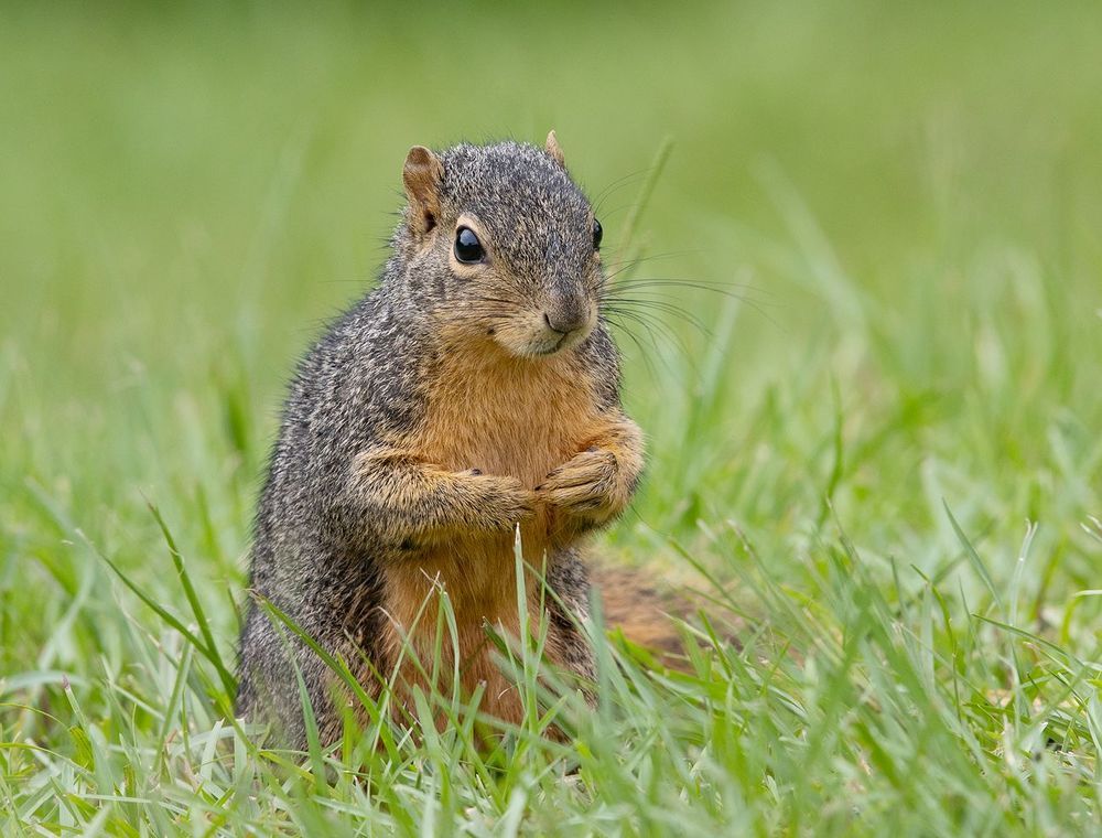 Лисья Белка - Fox Squirrel