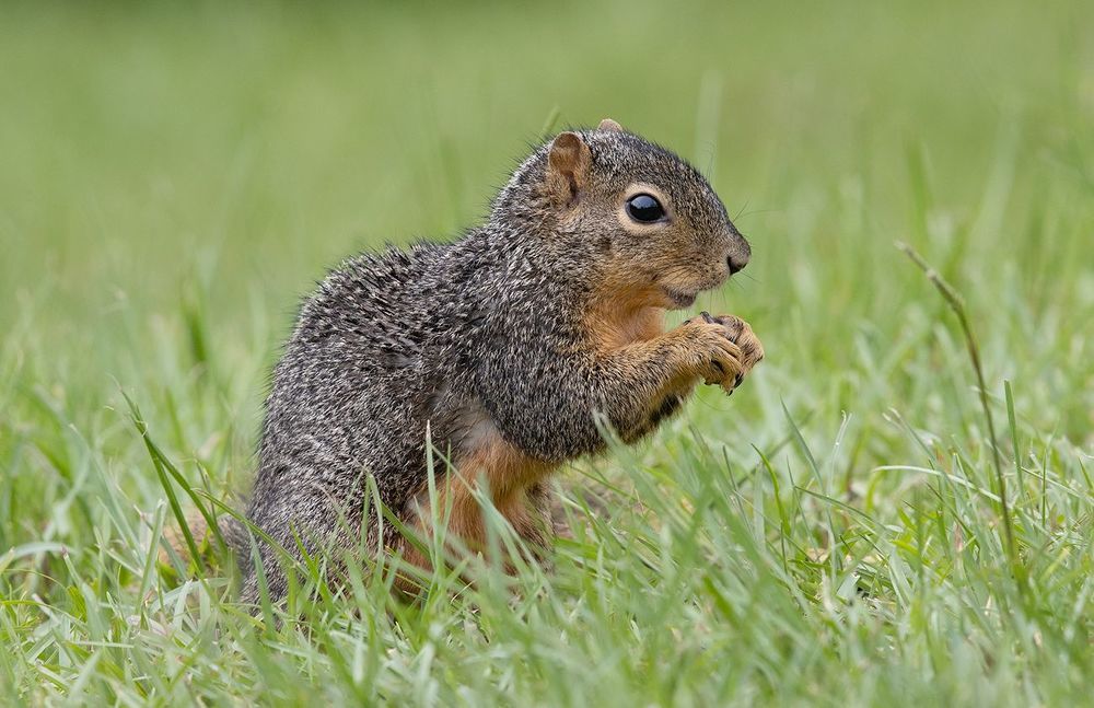 Лисья Белка - Fox Squirrel