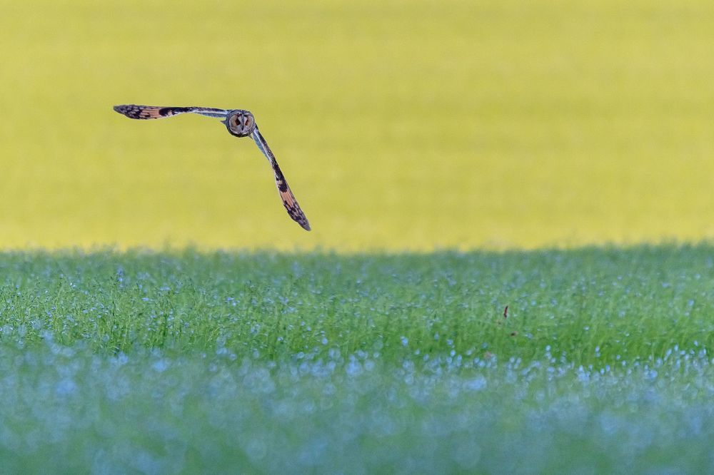 Hunting Long-eared Owl