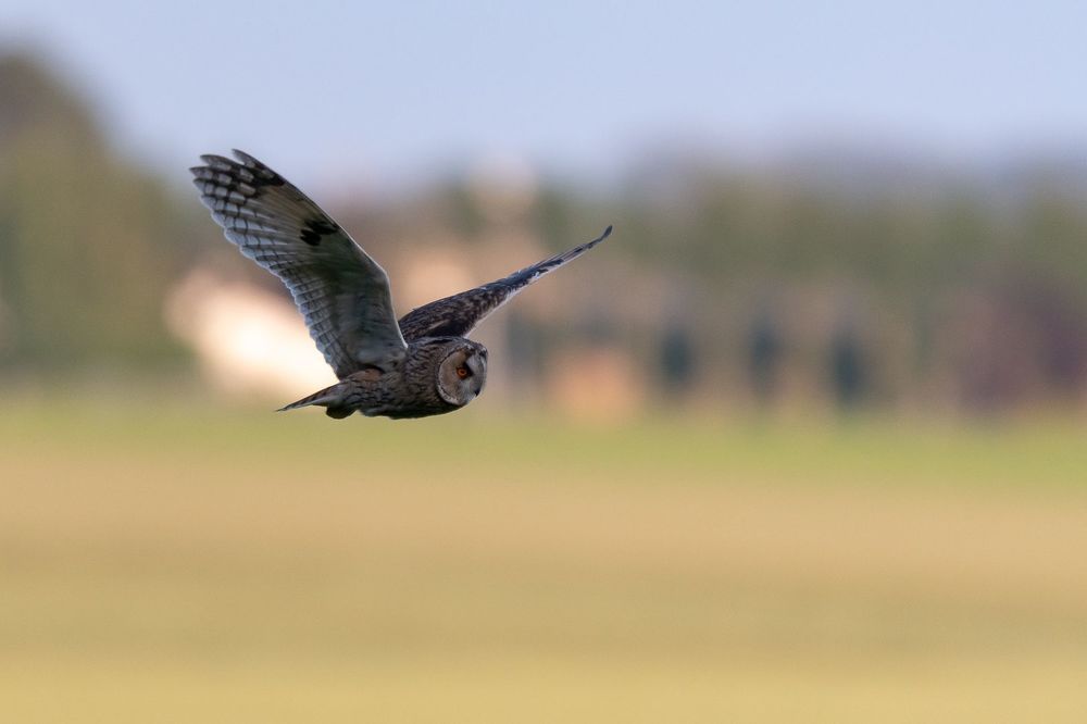 Hunting Long-eared Owl