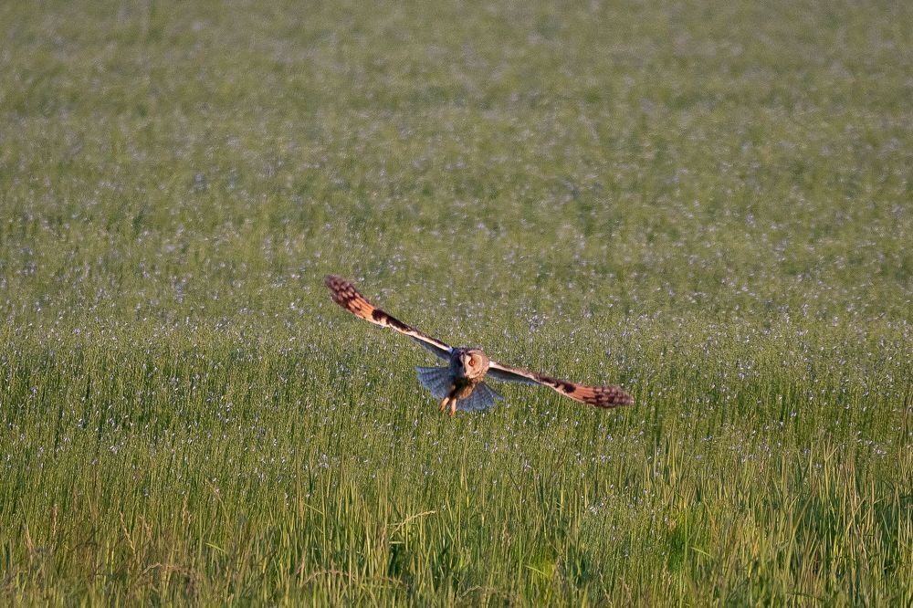 Hunting Long-eared Owl