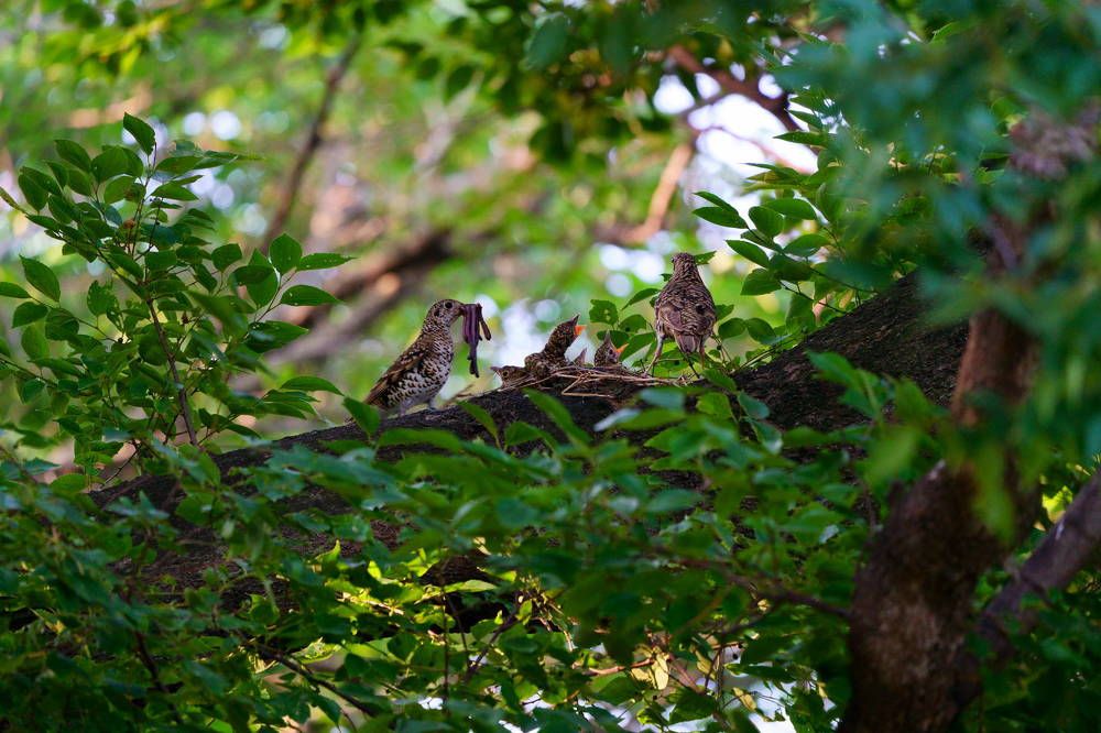 Tiger Thrush-Raise bird chicks