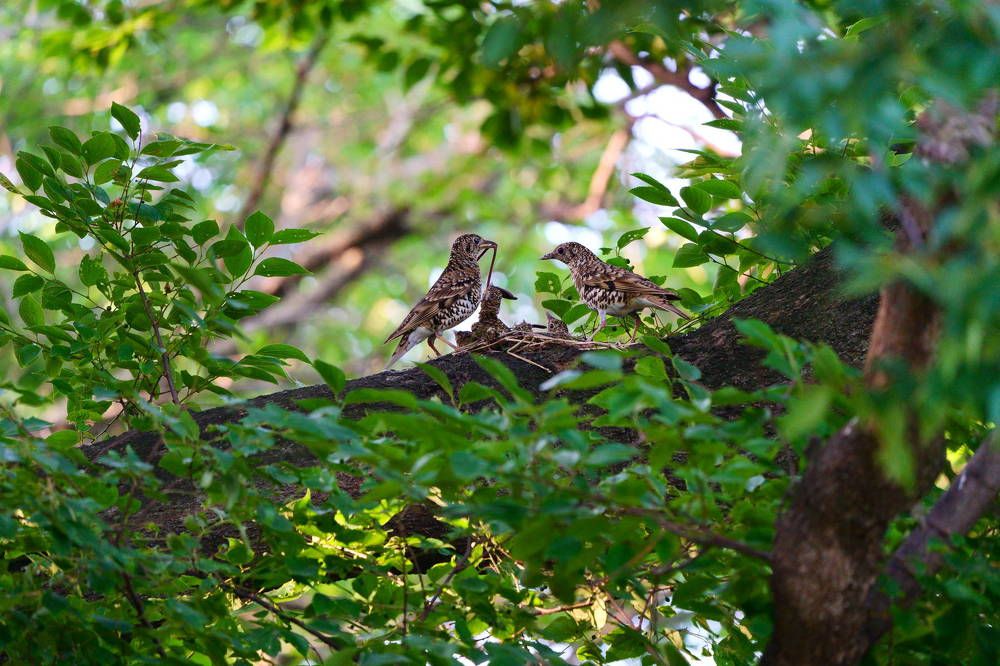 Tiger Thrush-Raise bird chicks