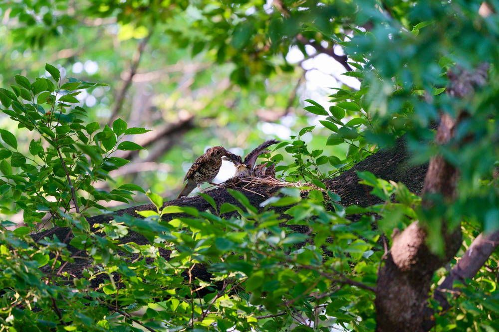Tiger Thrush-Raise bird chicks