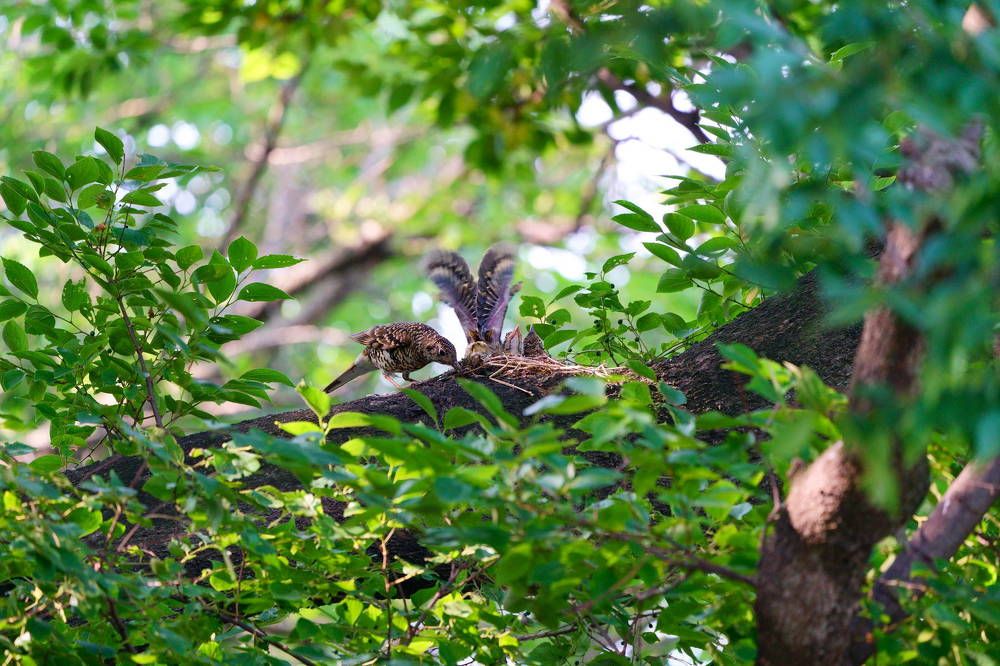 Tiger Thrush-Raise bird chicks