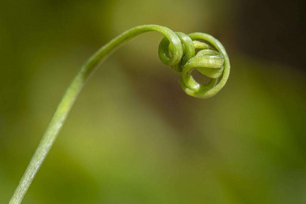 green spiral