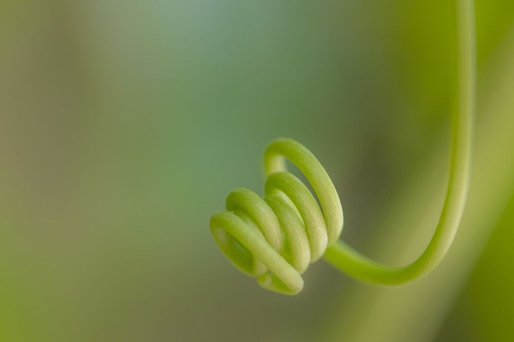 green spiral
