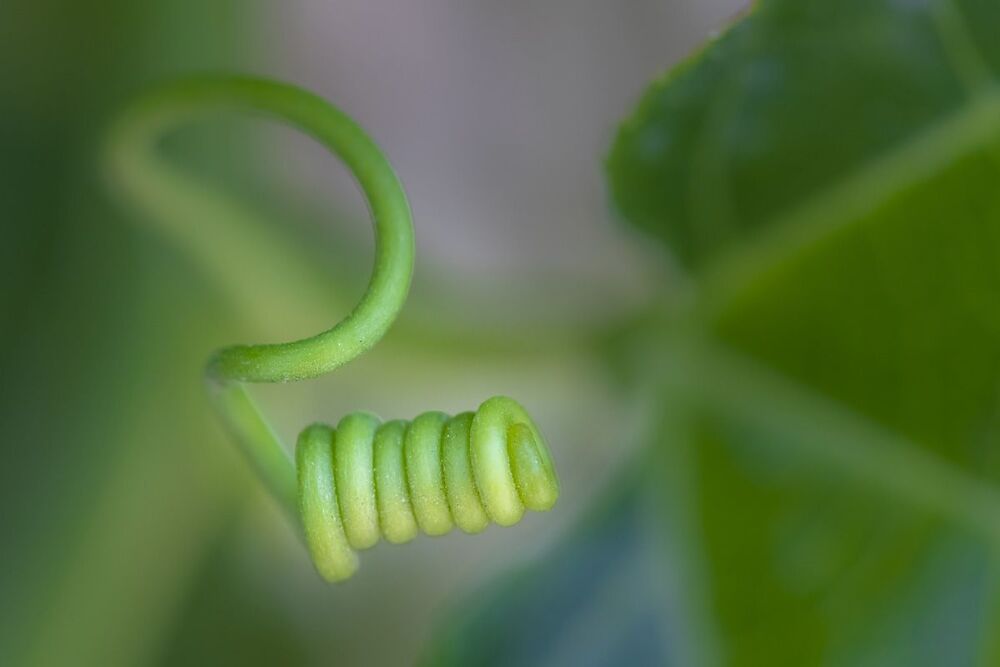 green spiral