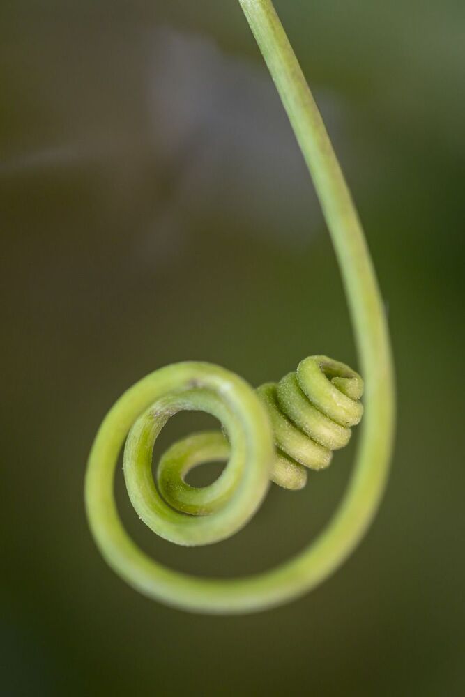 green spiral