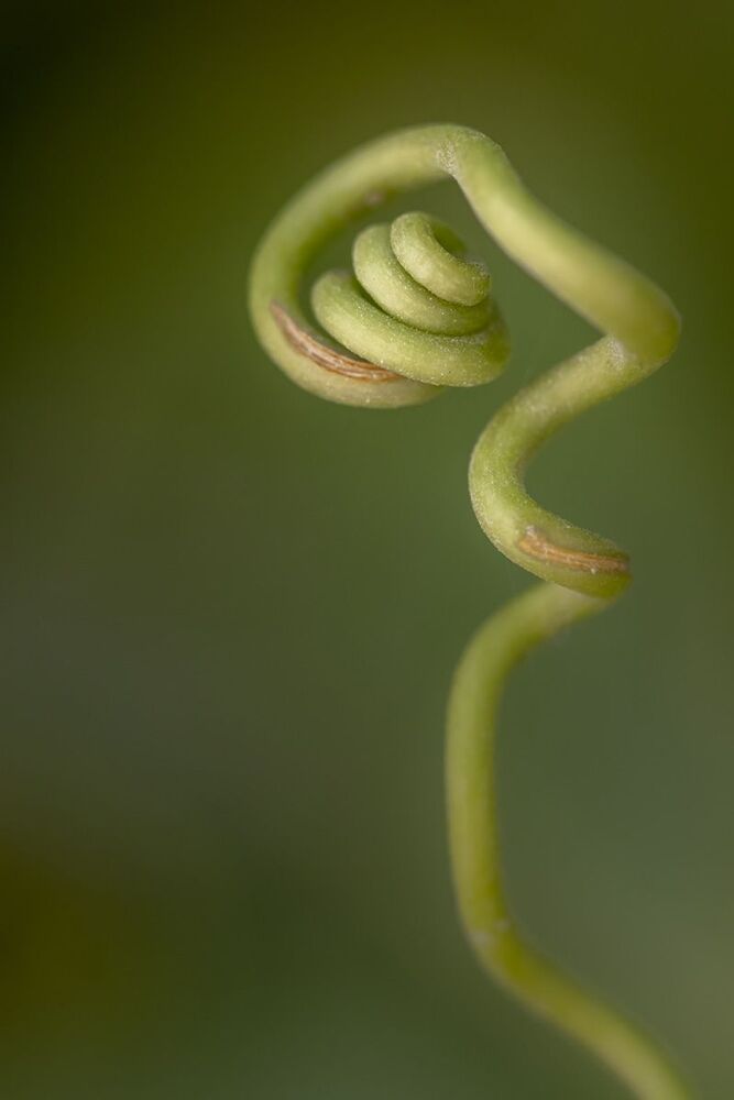 green spiral