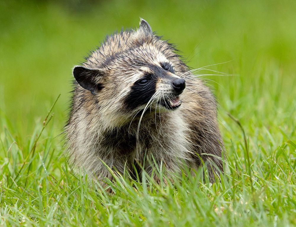 Raccoon - Енот-полоскун