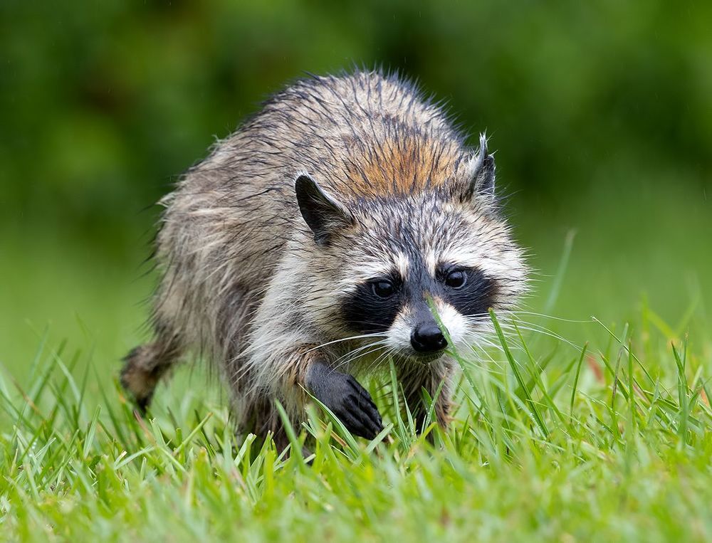 Raccoon - Енот-полоскун