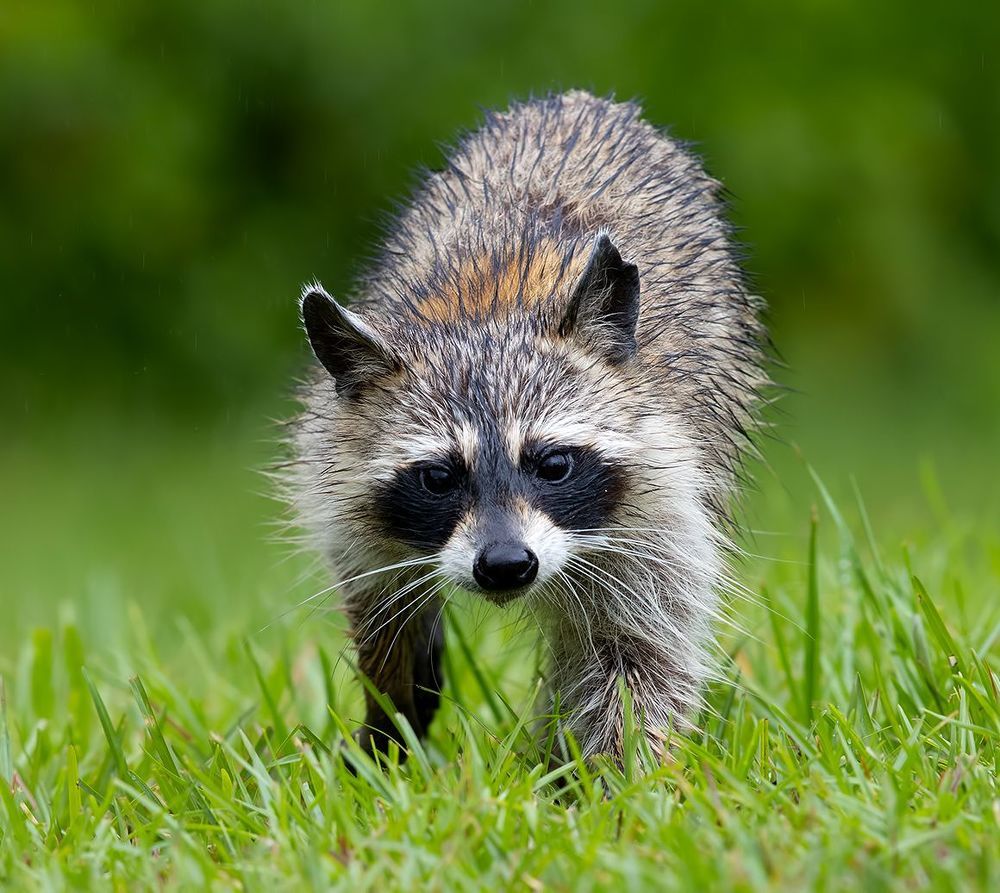 Raccoon - Енот-полоскун