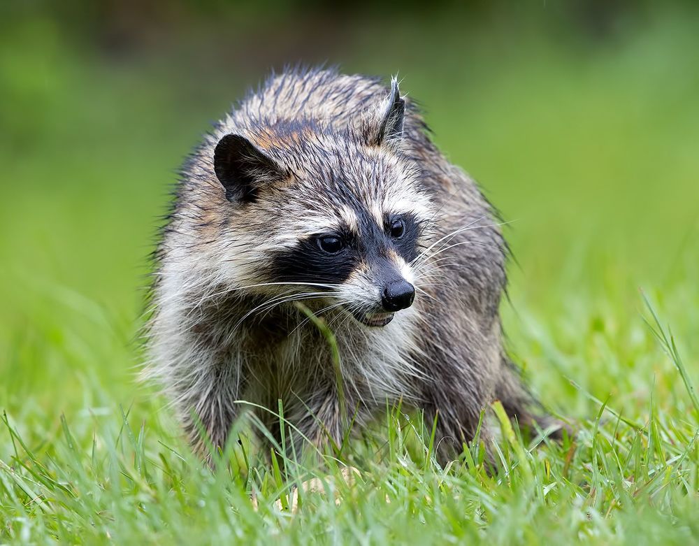 Raccoon - Енот-полоскун