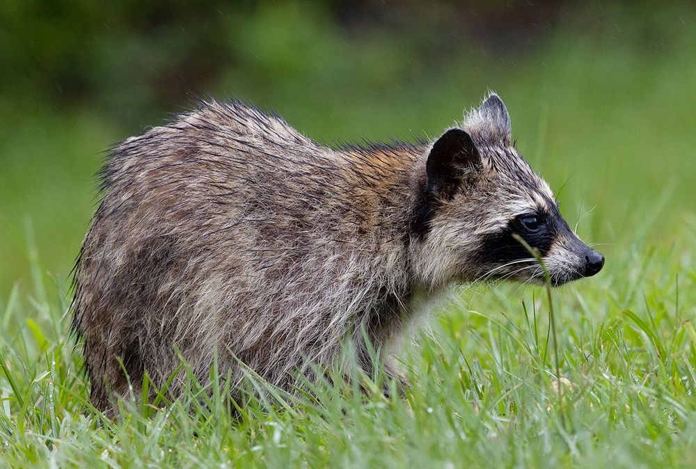 Raccoon - Енот-полоскун