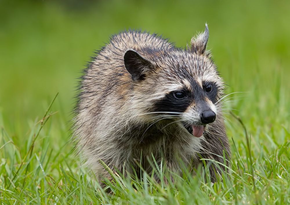 Raccoon - Енот-полоскун