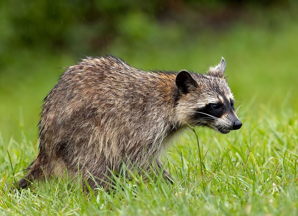 Raccoon - Енот-полоскун