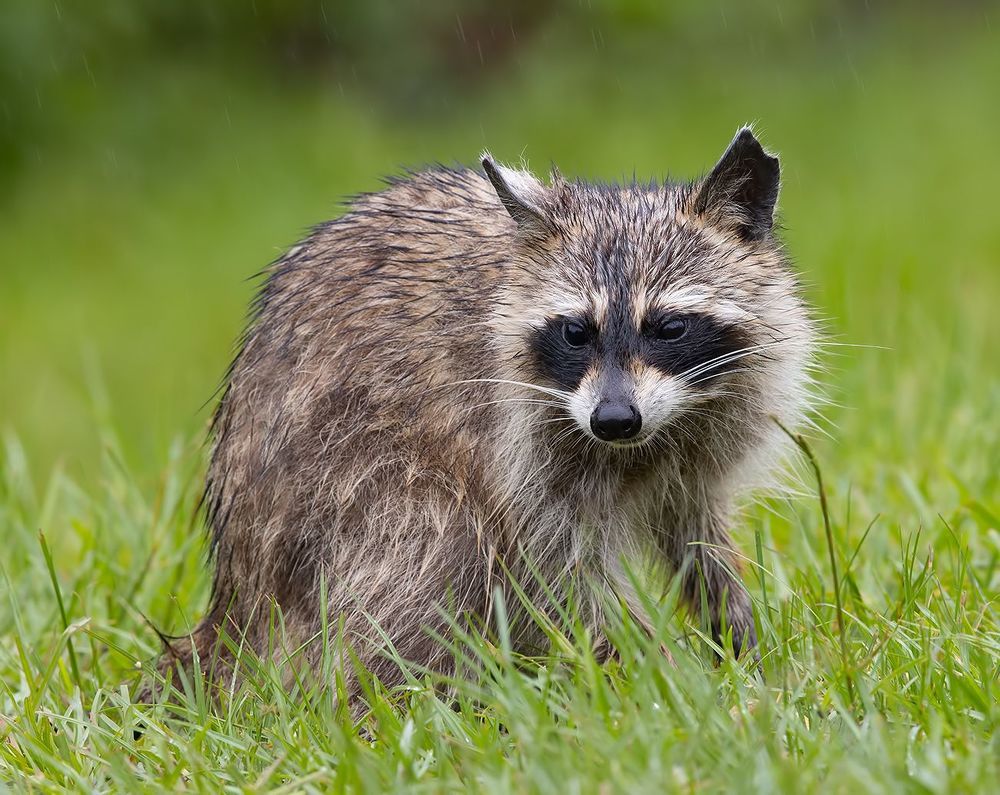 Raccoon - Енот-полоскун