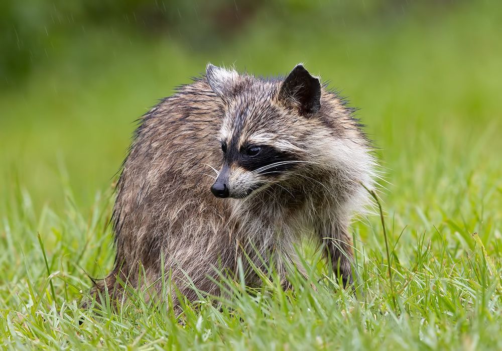 Raccoon - Енот-полоскун