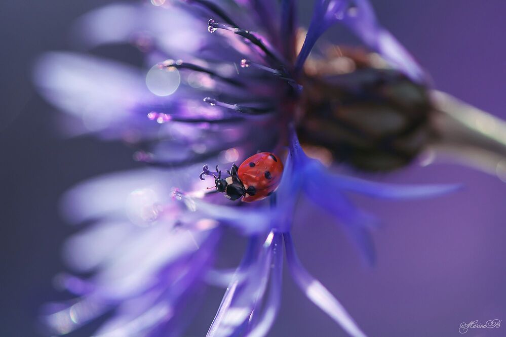 Red on blue