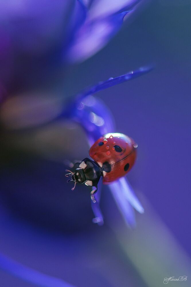 Red on blue