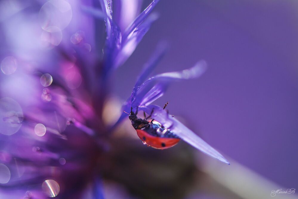 Red on blue