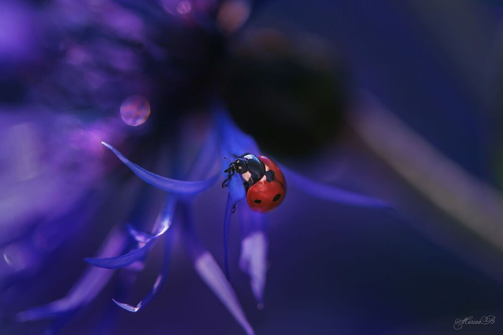 Red on blue