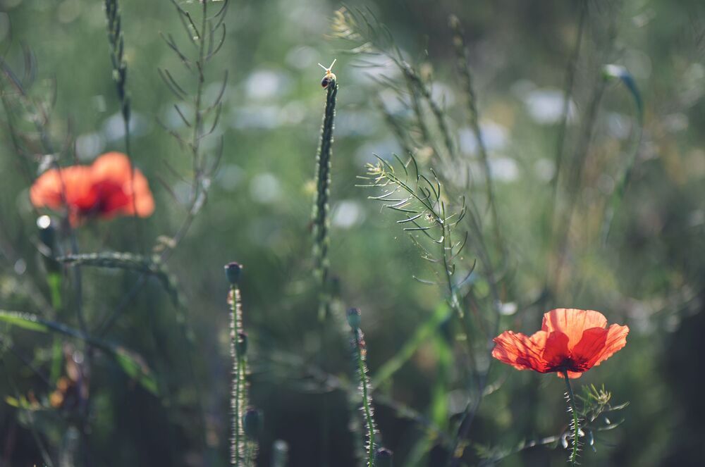 in poppy meadows....