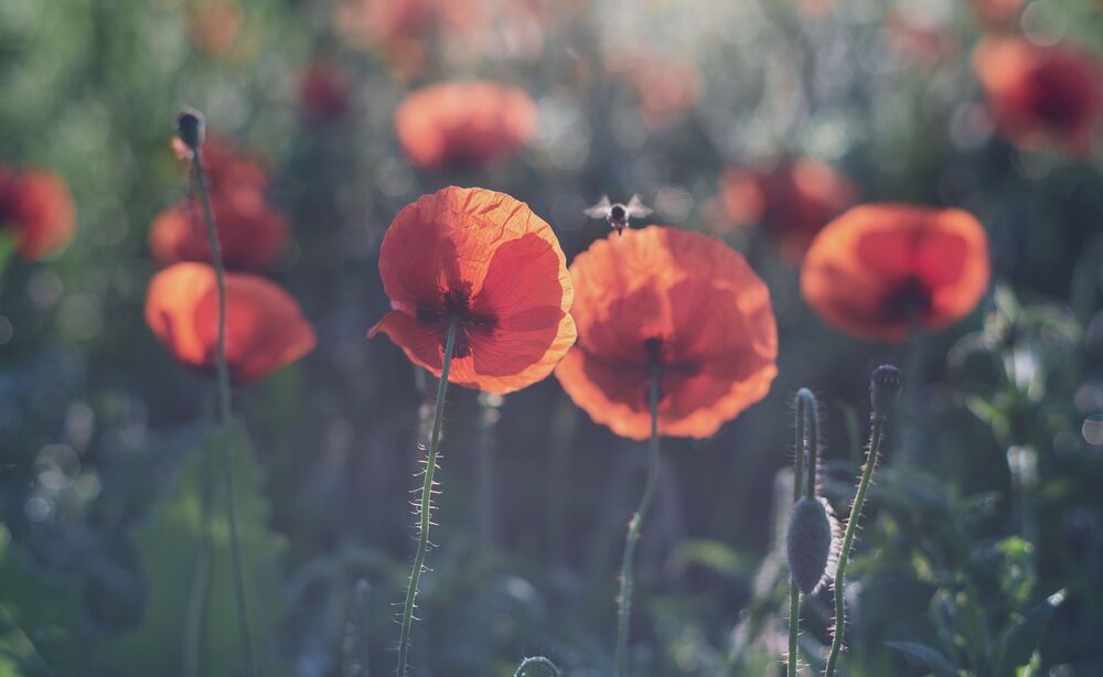 in poppy meadows....