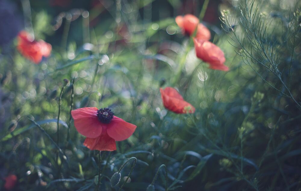 in poppy meadows....