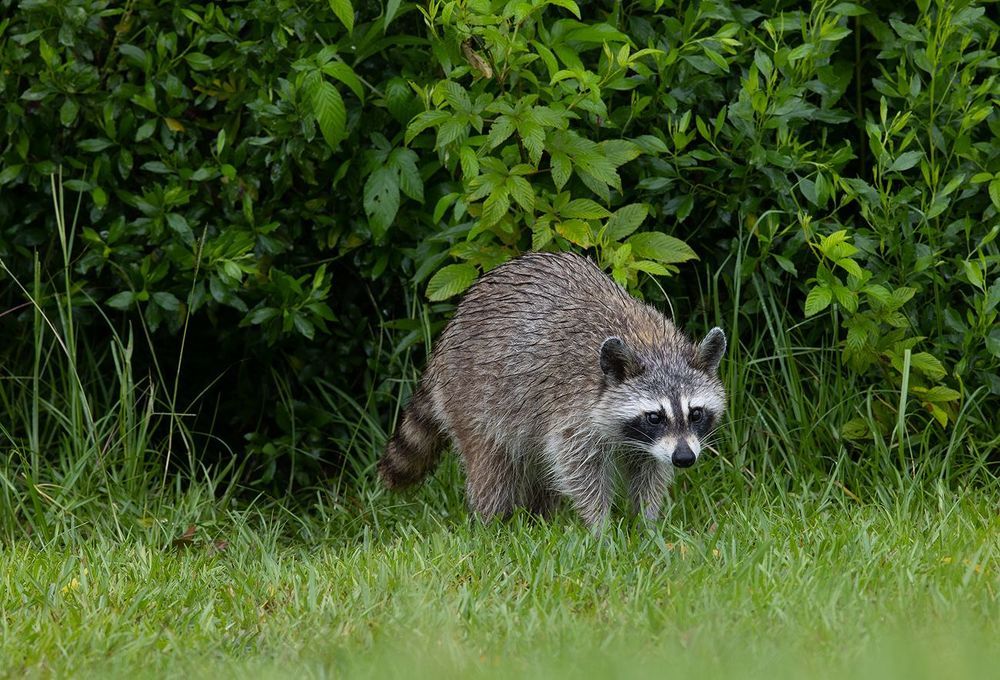 Raccoon - Енот-полоскун